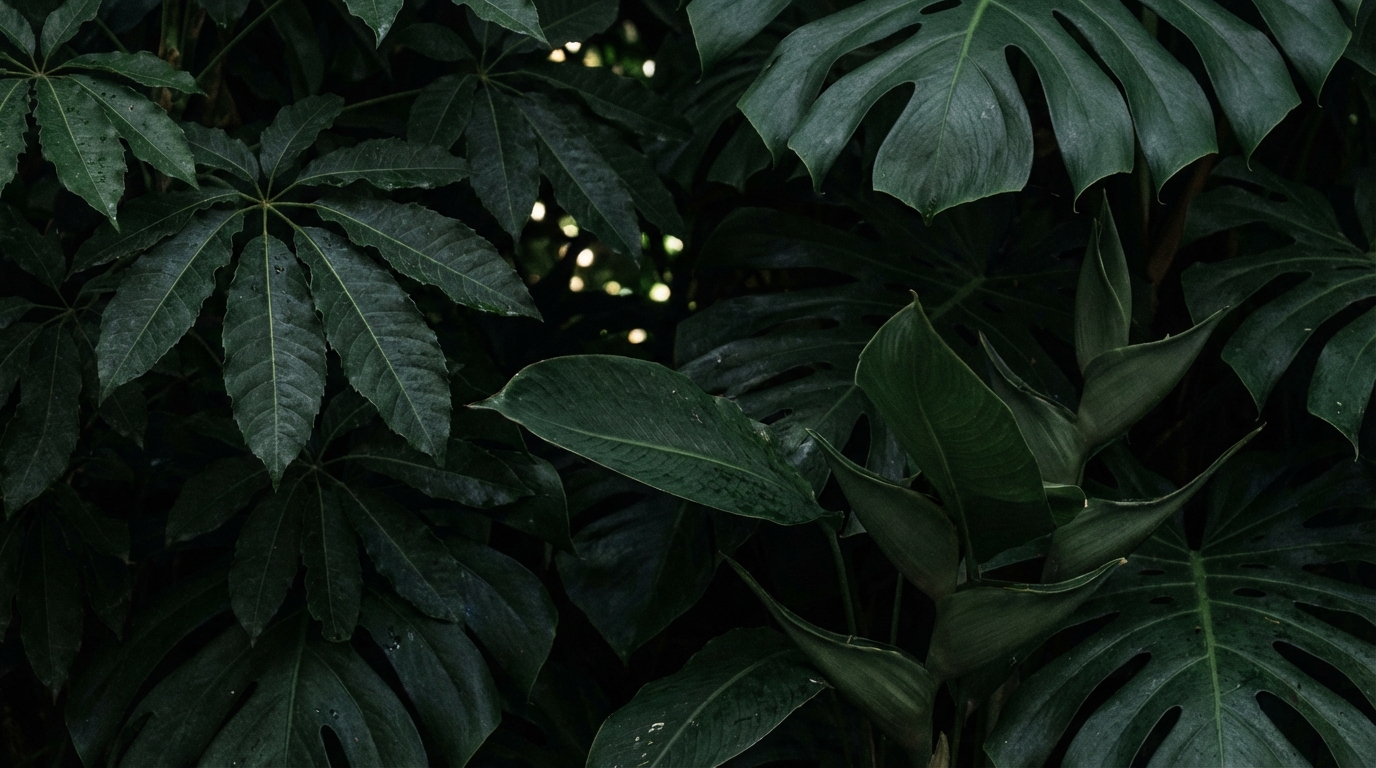 Casa Arkaana — Mayan Jungle